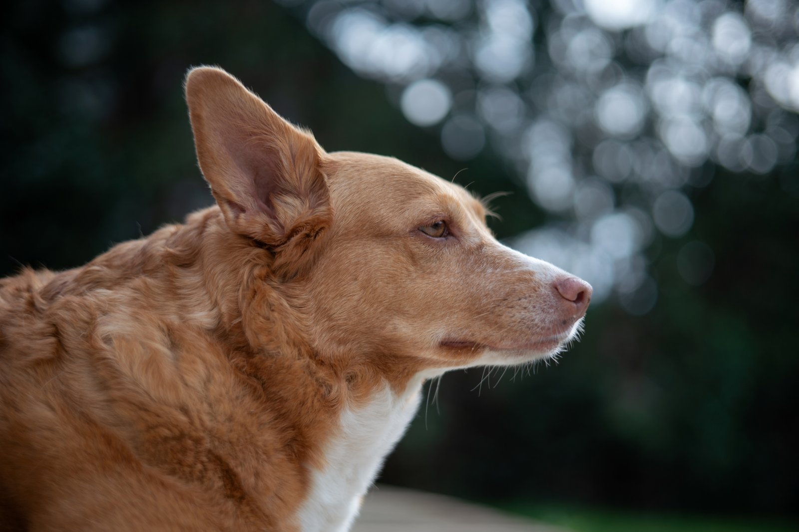 ttartisan-af-50mm-f1-8-neo-sony-e-test-sony-a7r-iii