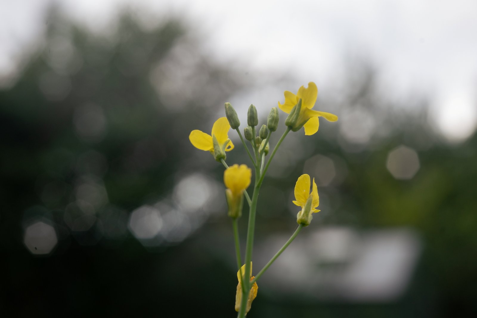 ttartisan-af-50mm-f1-8-neo-sony-e-test-sony-a7r-iii