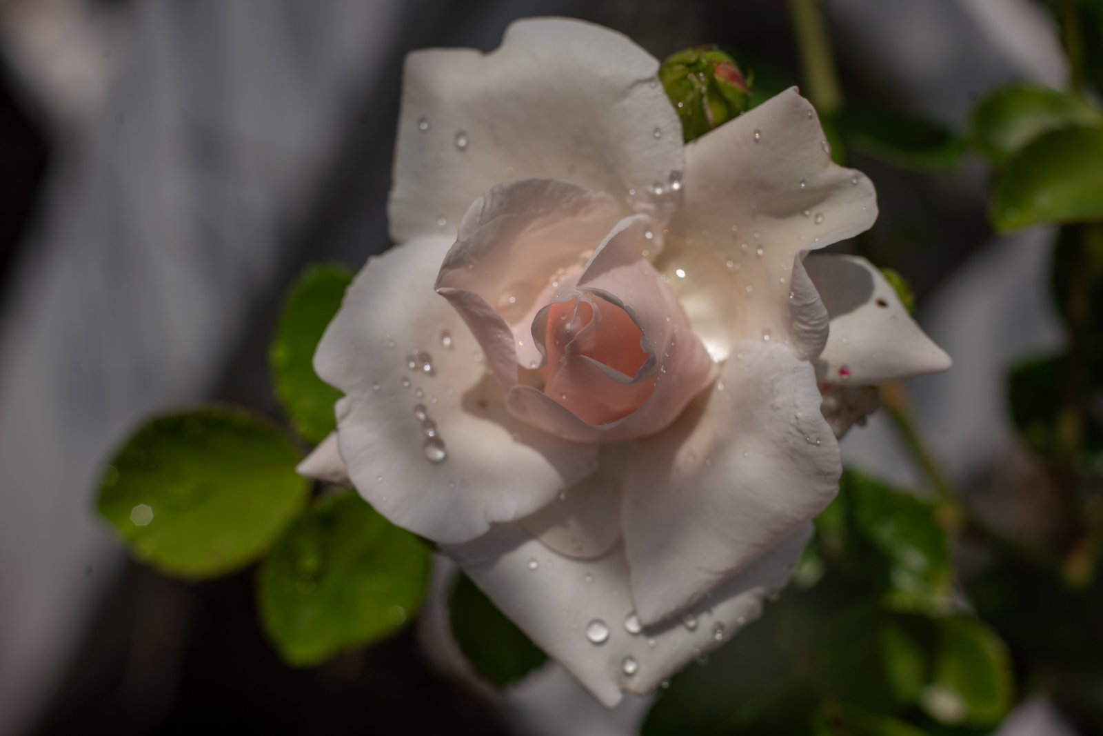 ttartisan-af-50mm-f1-8-neo-sony-e-test-sony-a7r-iii