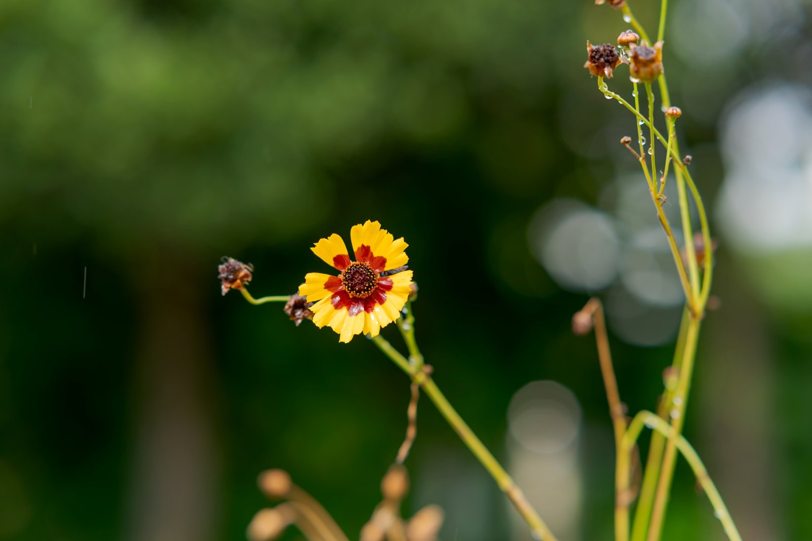 ttartisan-af-85mm-f18-neo-sony-e-test