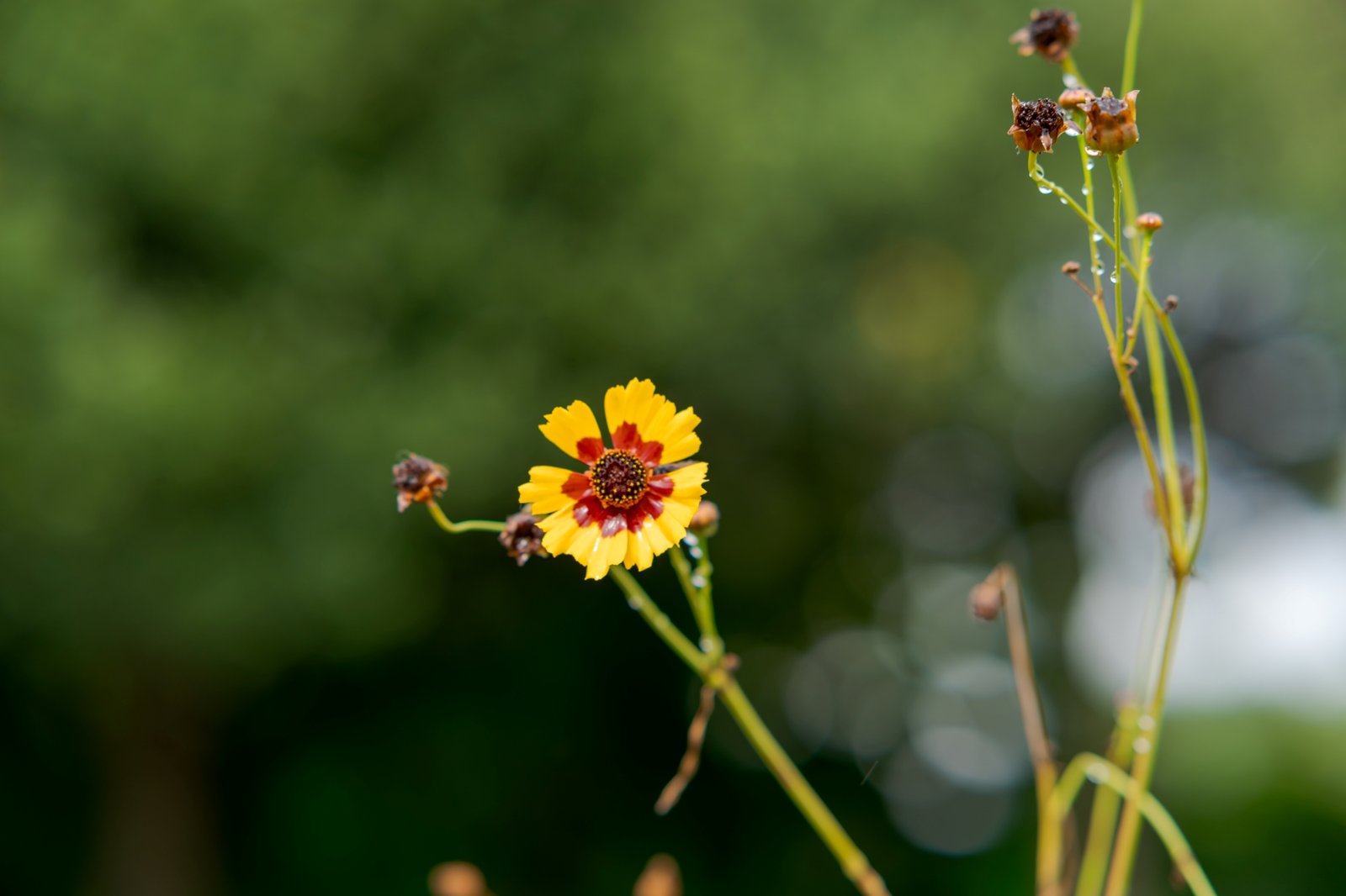 ttartisan-af-85mm-f18-neo-sony-e-test