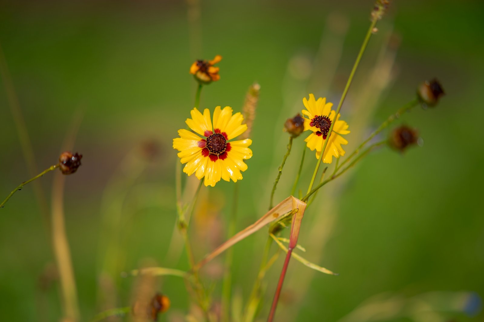 ttartisan-af-85mm-f18-neo-sony-e-test