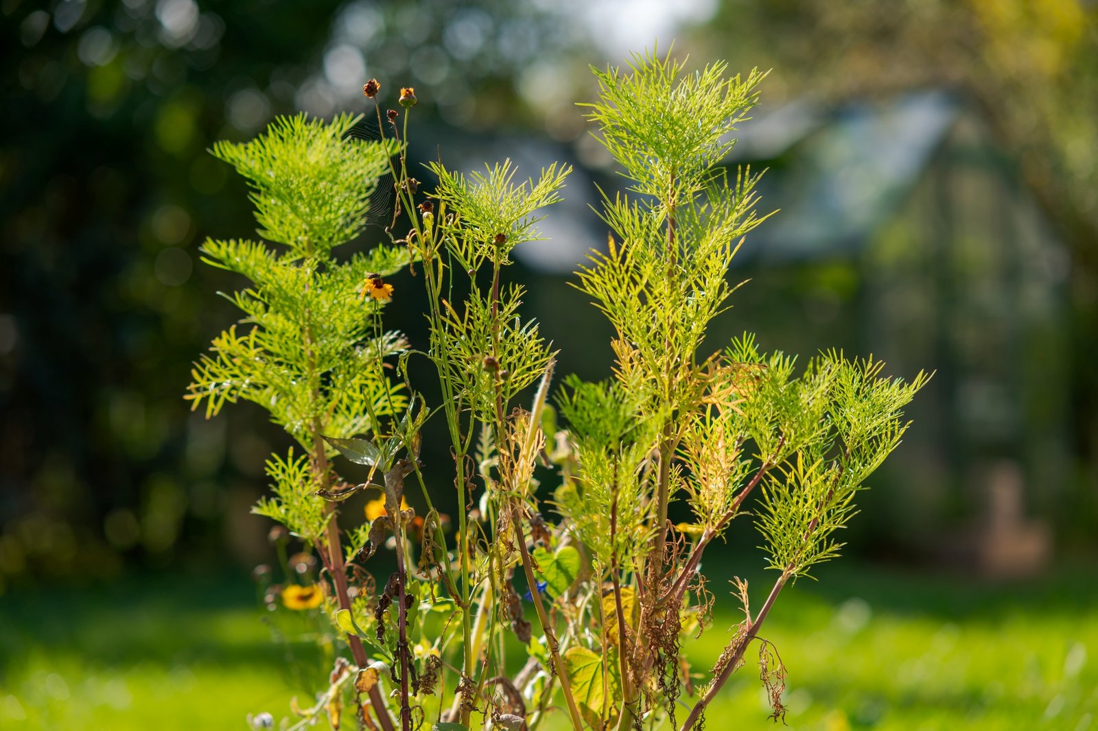 ttartisan-af-85mm-f18-neo-sony-e-test