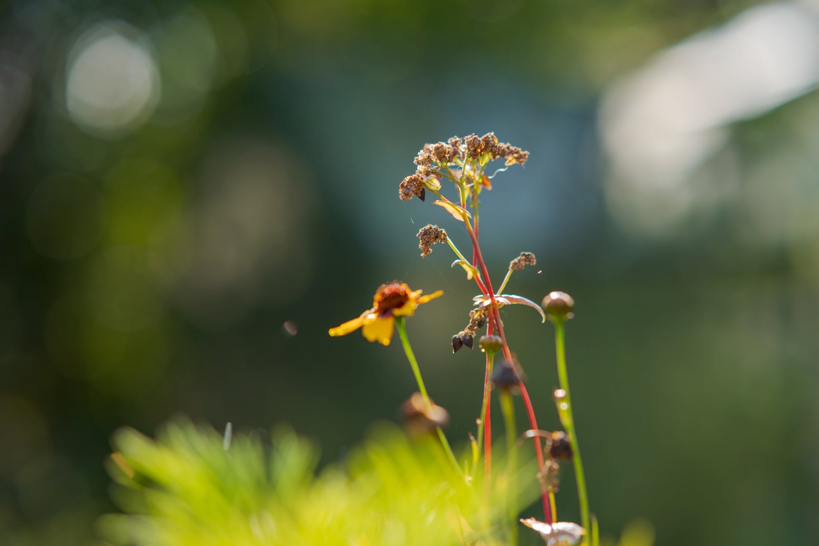 ttartisan-af-85mm-f18-neo-sony-e-test