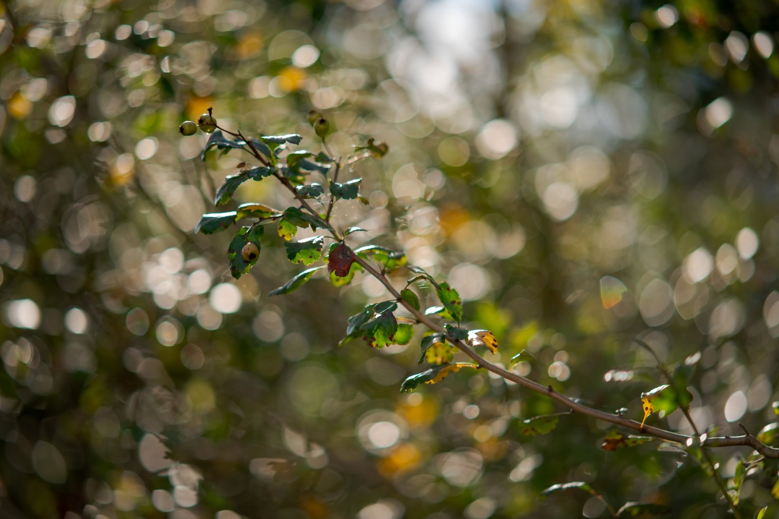 ttartisan-af-85mm-f18-neo-sony-e-test