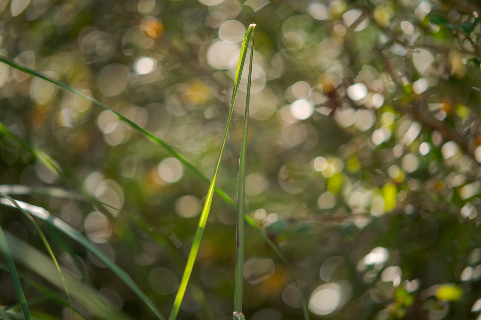 ttartisan-af-85mm-f18-neo-sony-e-test
