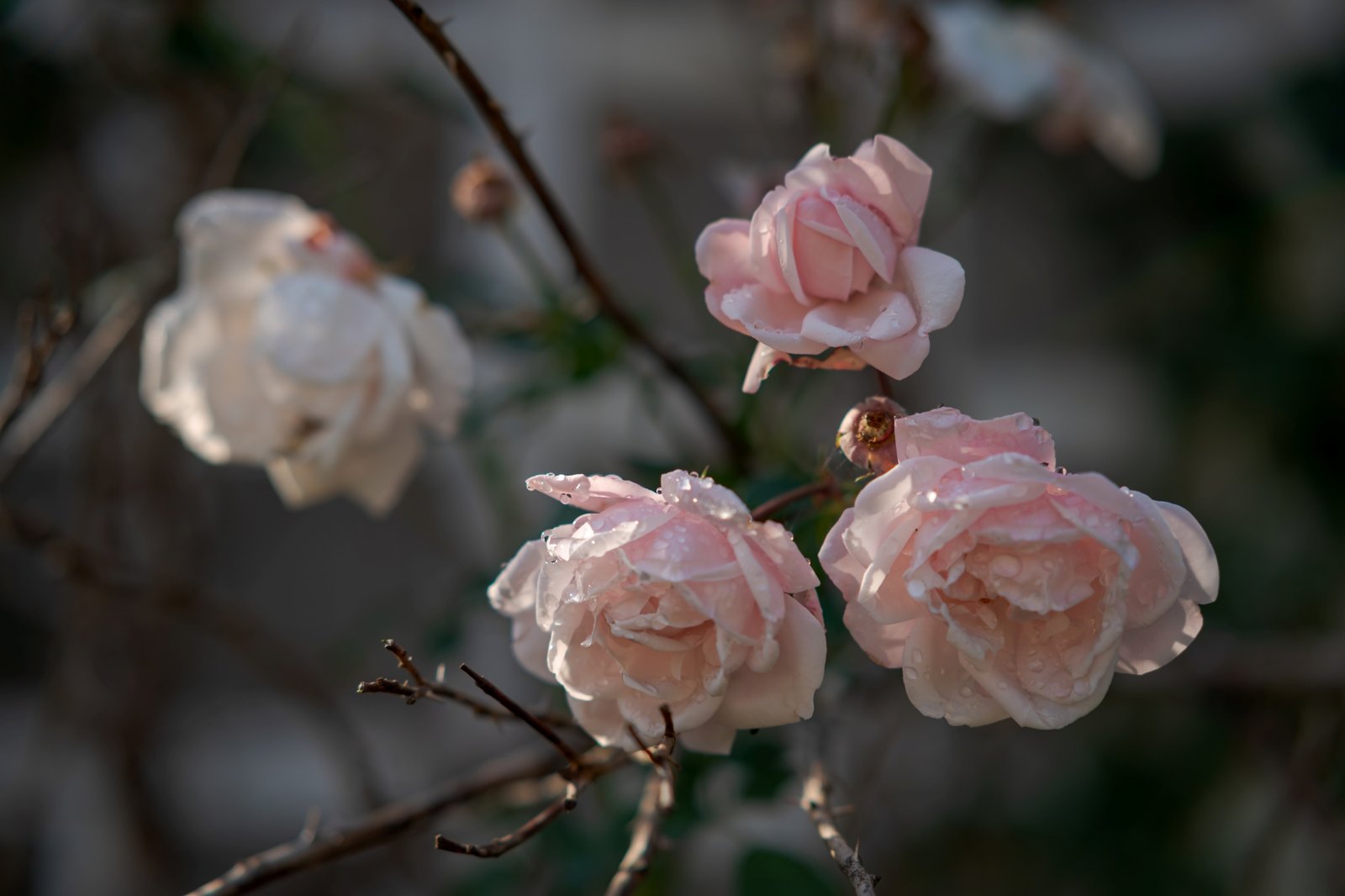 ttartisan-af-85mm-f18-neo-sony-e-test