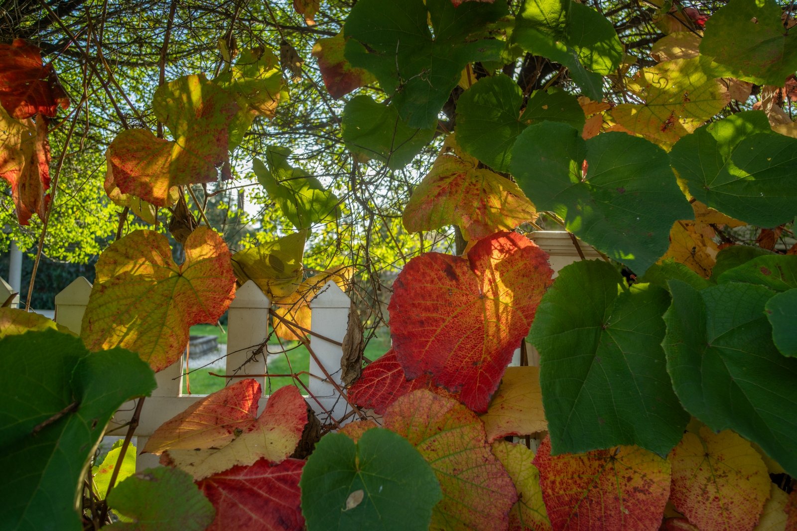 ttartisan-af-24mm-f38-vcm-cookie-test-sony-a7r-iv