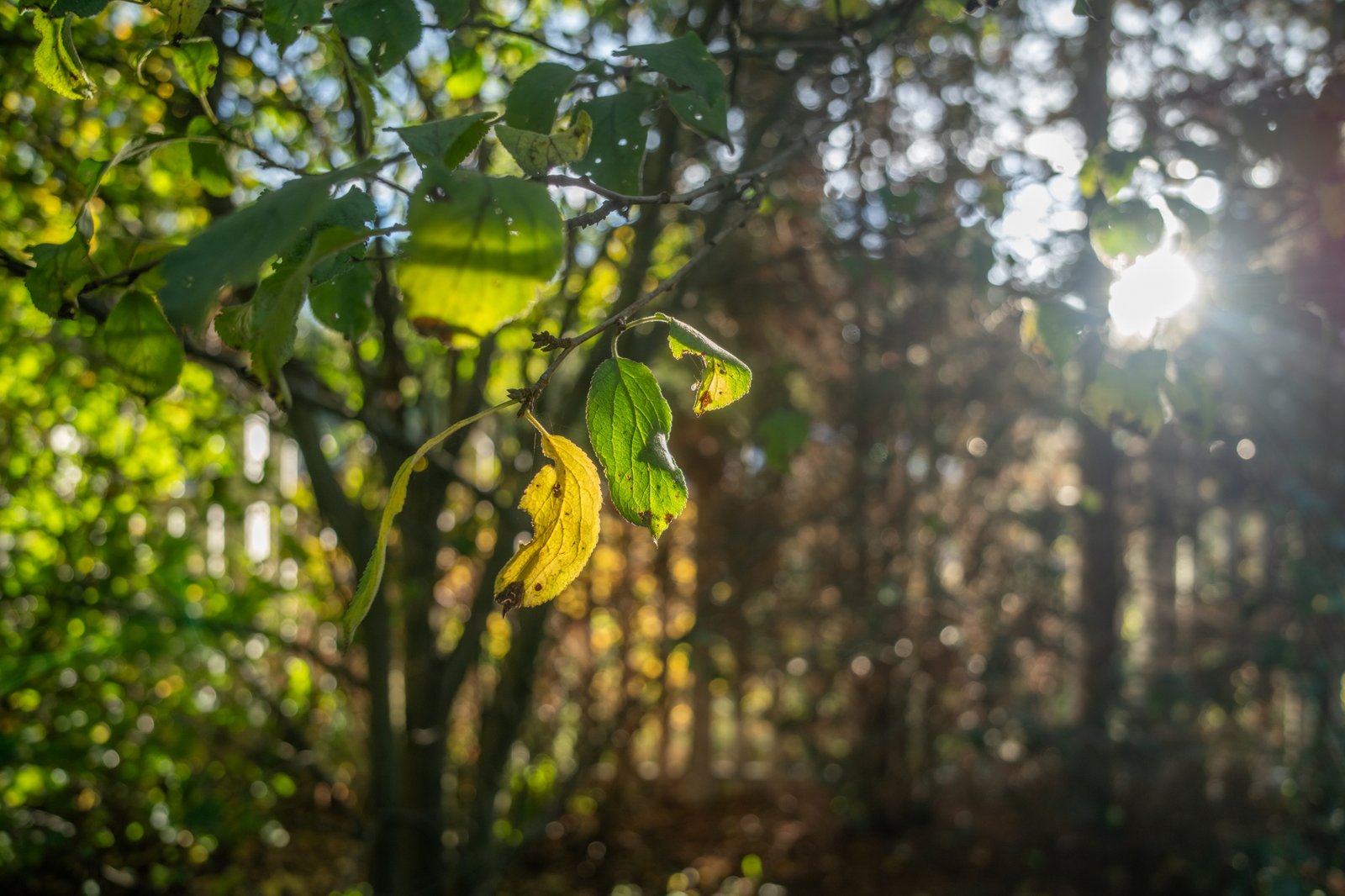 ttartisan-af-24mm-f38-vcm-cookie-test-sony-a7r-iv