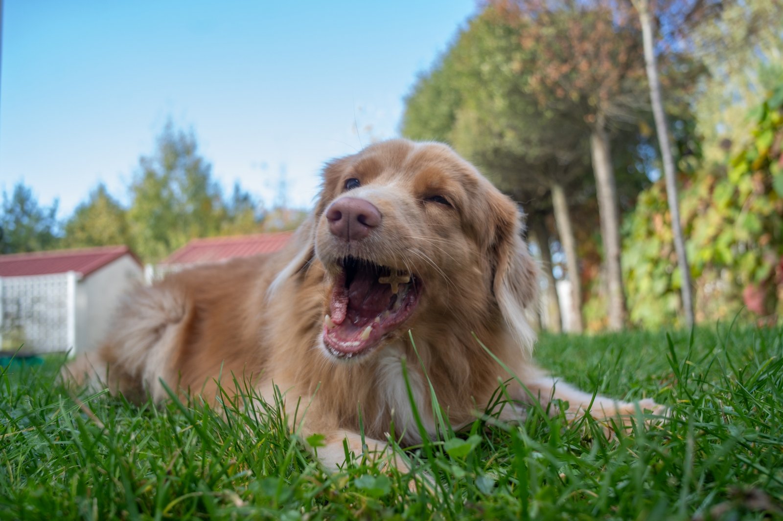 ttartisan-af-24mm-f38-vcm-cookie-test-sony-a7r-iv