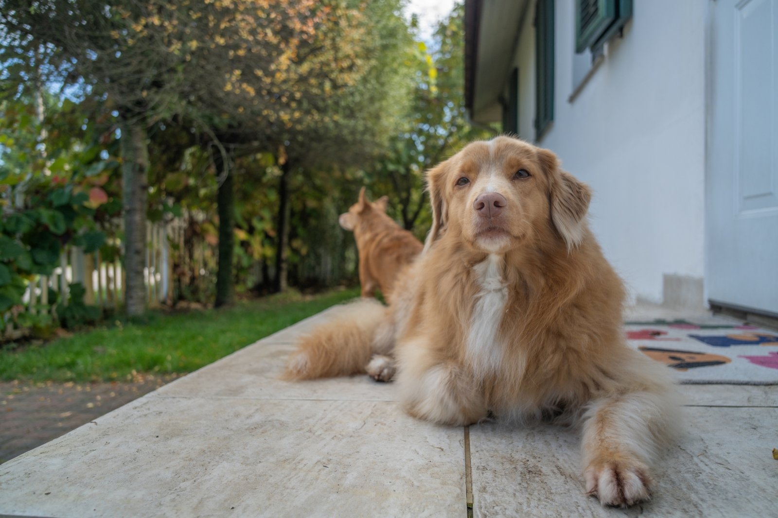 ttartisan-af-24mm-f38-vcm-cookie-test-sony-a7r-iv