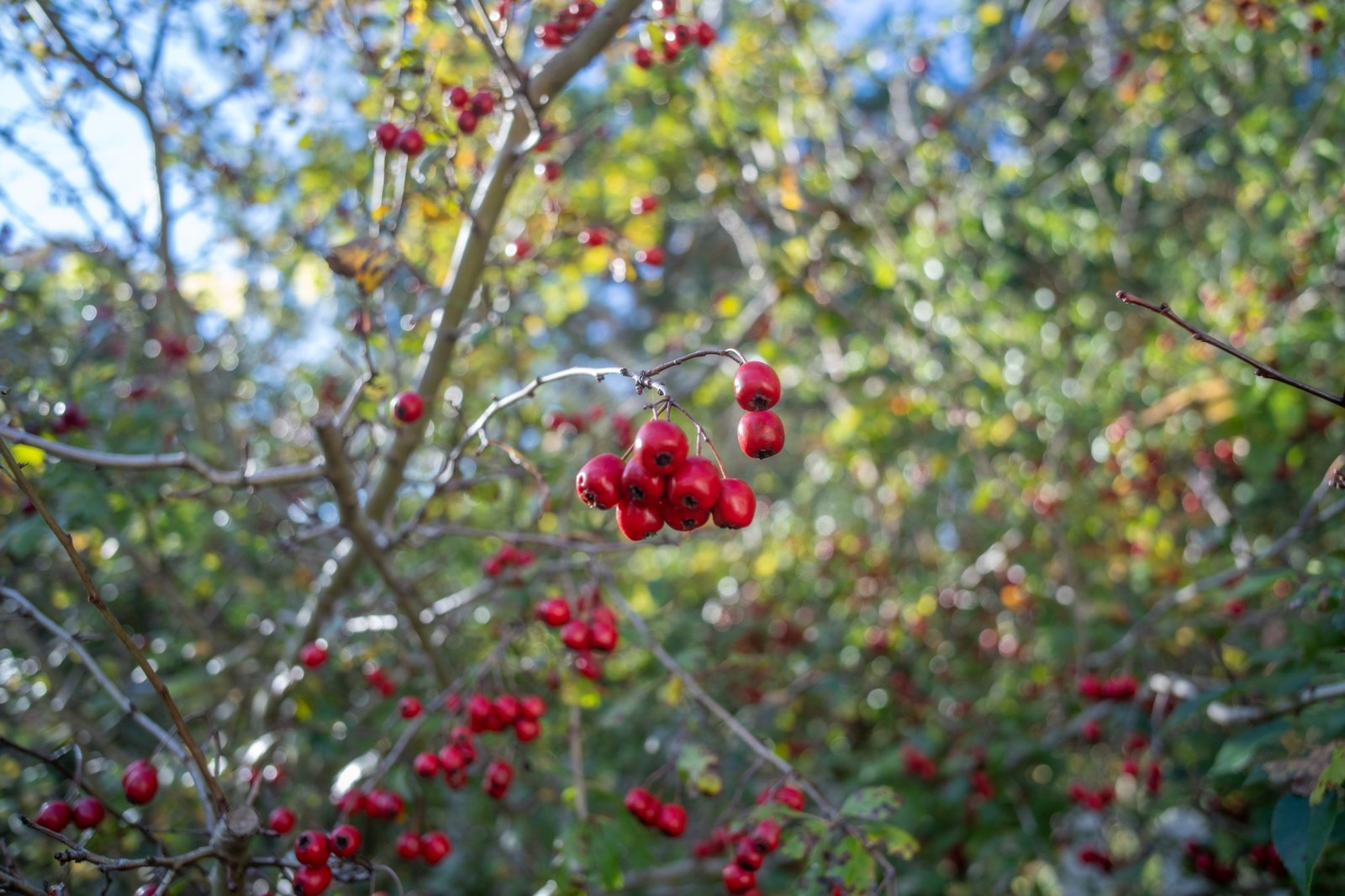 ttartisan-af-24mm-f38-vcm-cookie-test-sony-a7r-iv