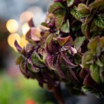 ttartisan af 85mm f1.8 neo L-mount 2000px-13- wyróżniające