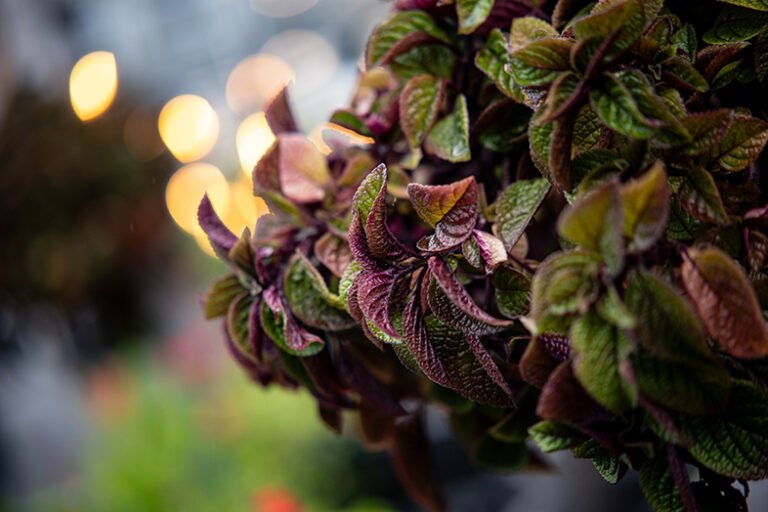 ttartisan af 85mm f1.8 neo L-mount 2000px-13- wyróżniające