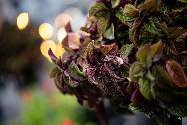ttartisan af 85mm f1.8 neo L-mount 2000px-13- wyróżniające